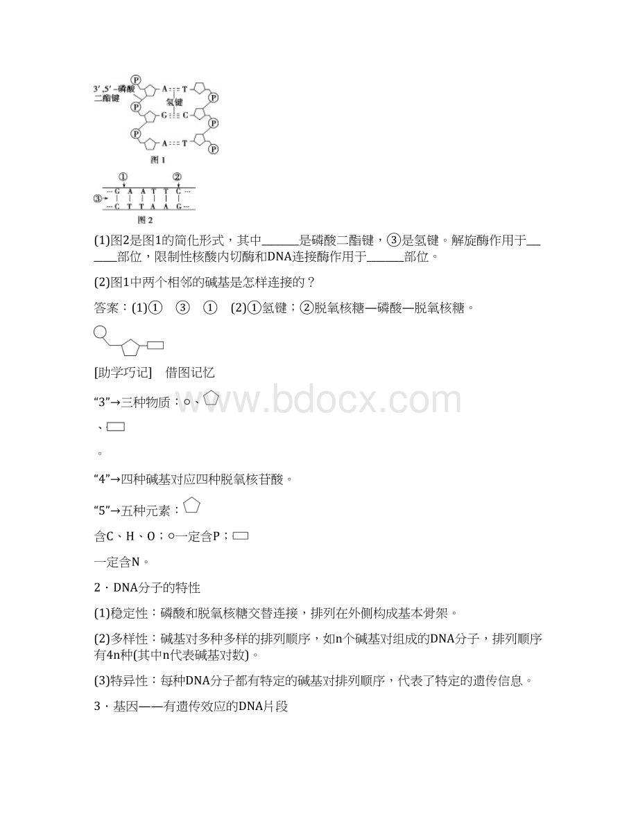 届高考生物一轮复习第六单元遗传的物质基础第20讲DNA分子的结构DNA的复制基因是有遗传效应的DNA片段.docx_第2页