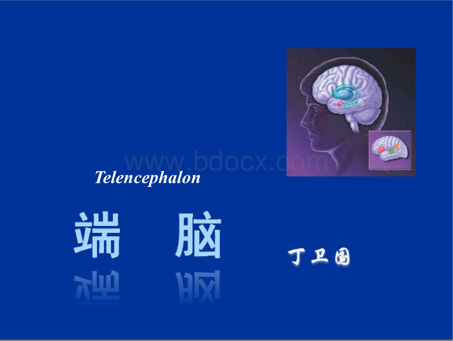 丁卫国 神经系统10 端脑.pptx