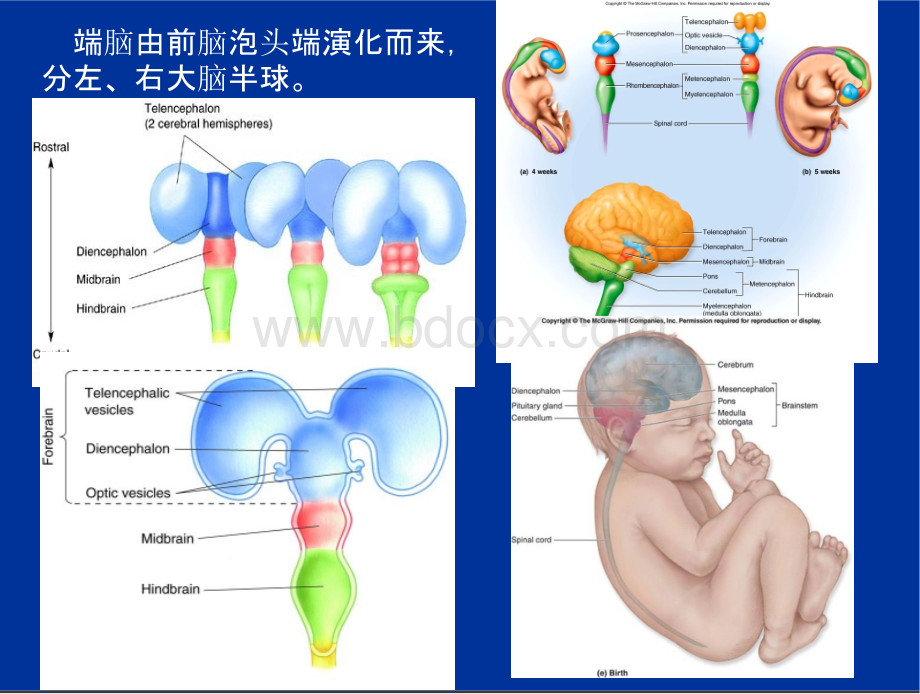 丁卫国 神经系统10 端脑.pptx_第2页