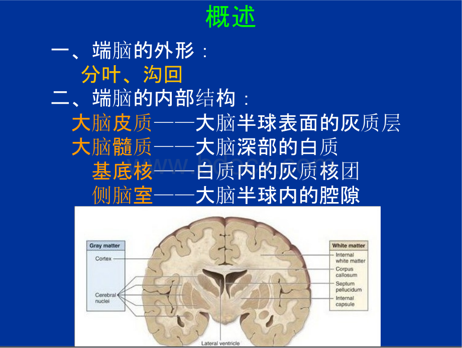 丁卫国 神经系统10 端脑优质PPT.pptx_第3页