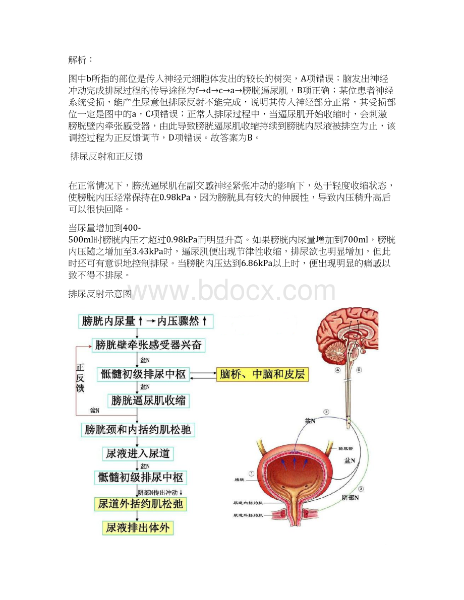 高中生物学神经调节问题释疑Word文件下载.docx_第2页