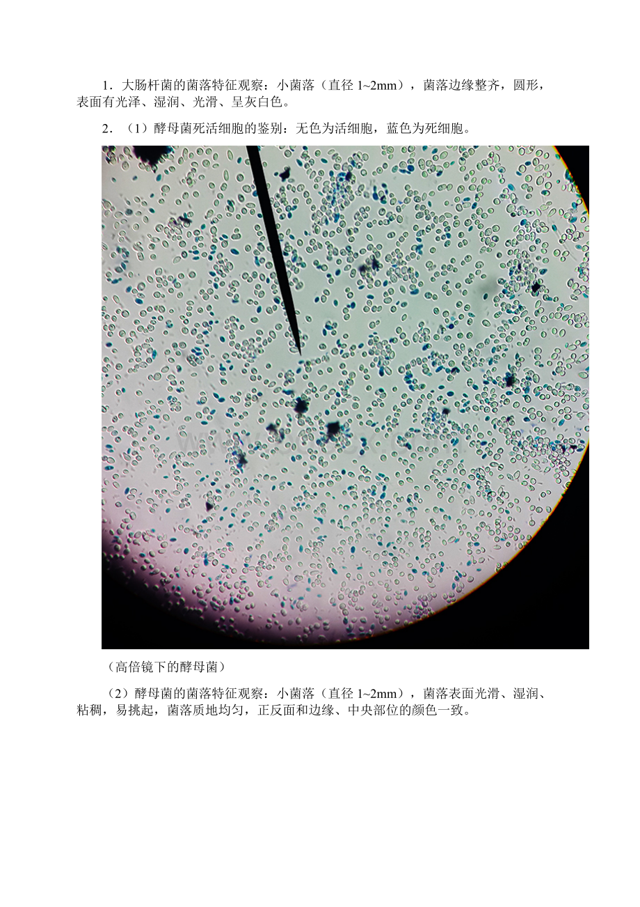 细菌酵母霉菌的形态与菌落特征观察.docx_第3页