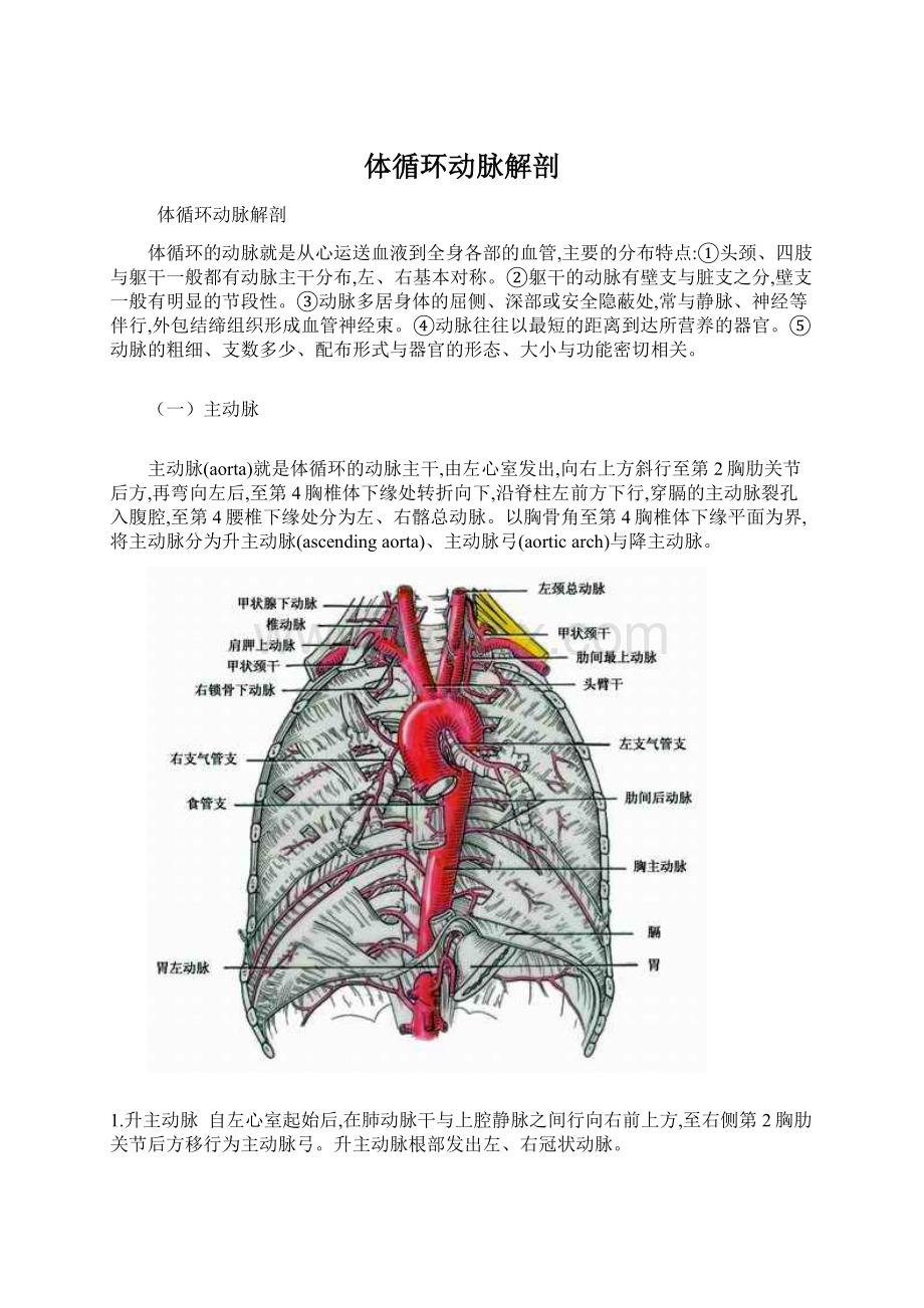 体循环动脉解剖.docx