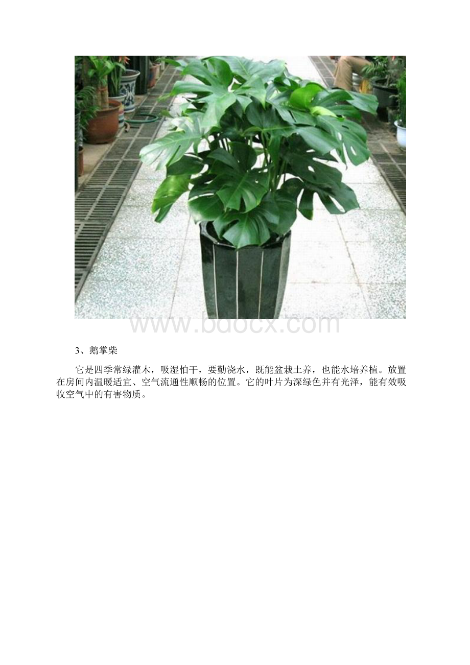 放在家中胜过空气净化器的10种植物.docx_第2页