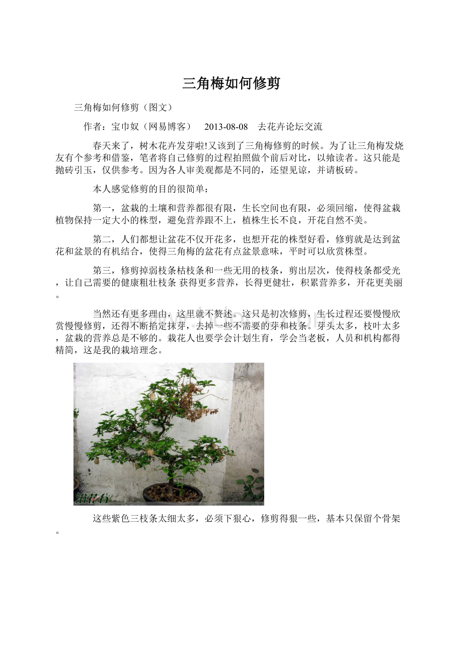 三角梅如何修剪Word文档下载推荐.docx