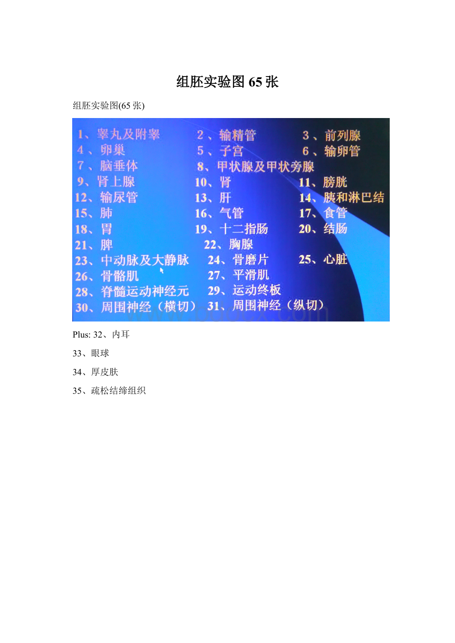 组胚实验图65张文档格式.docx