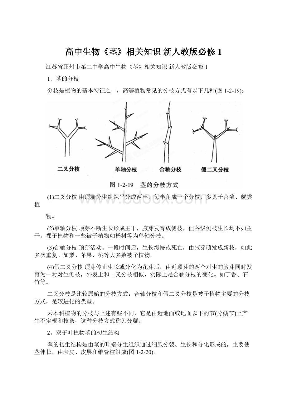 高中生物《茎》相关知识 新人教版必修1Word文档格式.docx