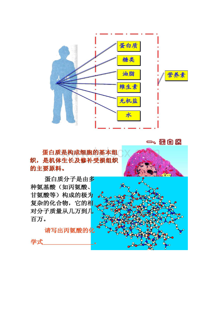 人教版化学九年《人类重要的营养物质》ppt课件精文档格式.docx_第2页