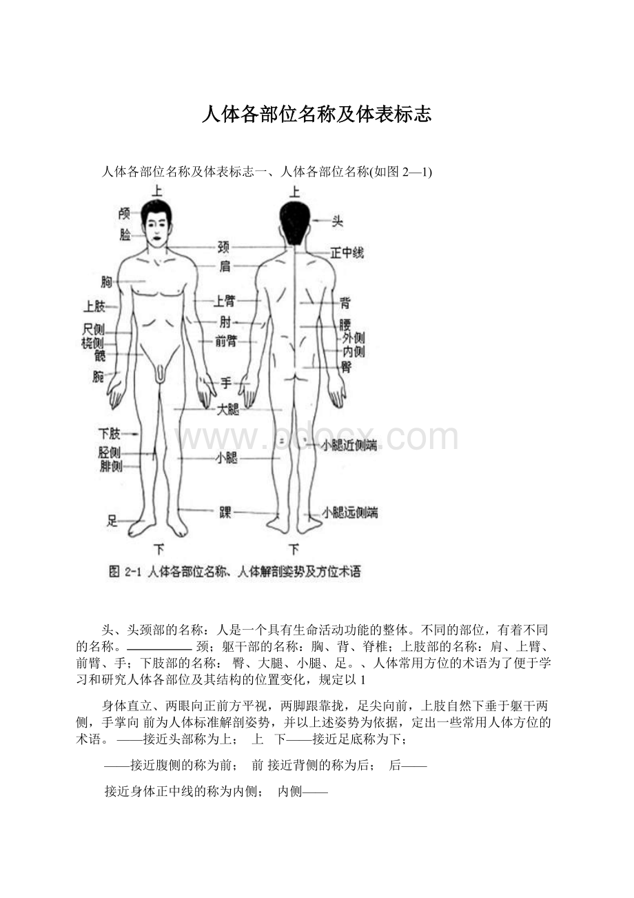 人体各部位名称及体表标志Word格式.docx_第1页