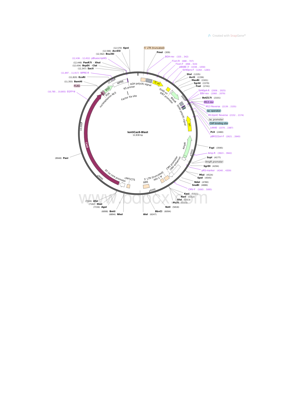 crisprcas9进行全基因组的筛选.docx_第2页