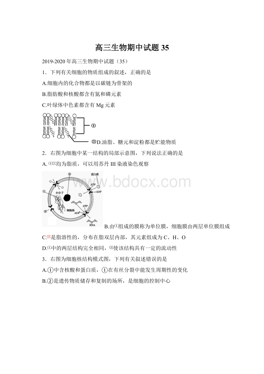 高三生物期中试题35Word格式文档下载.docx_第1页