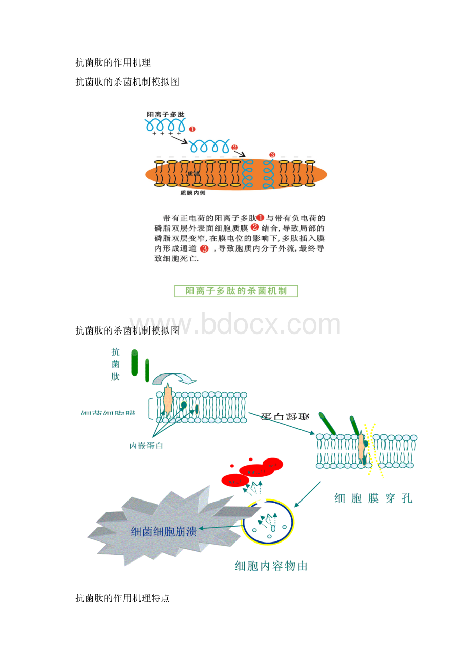 抗菌肽及其在饲料中应用Word格式.docx_第2页