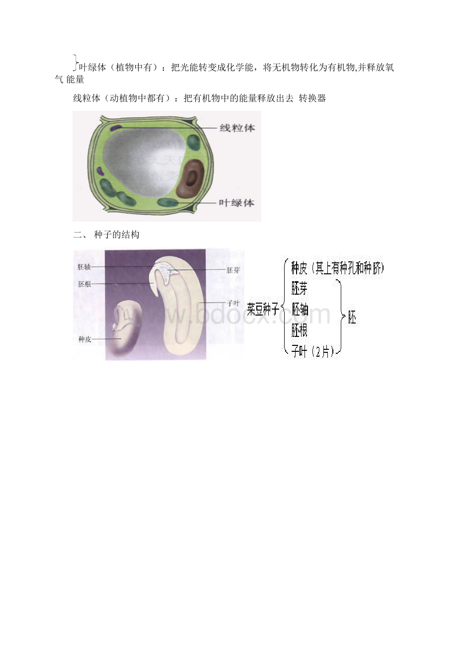 初中生物图形专题终稿文档格式.docx_第2页