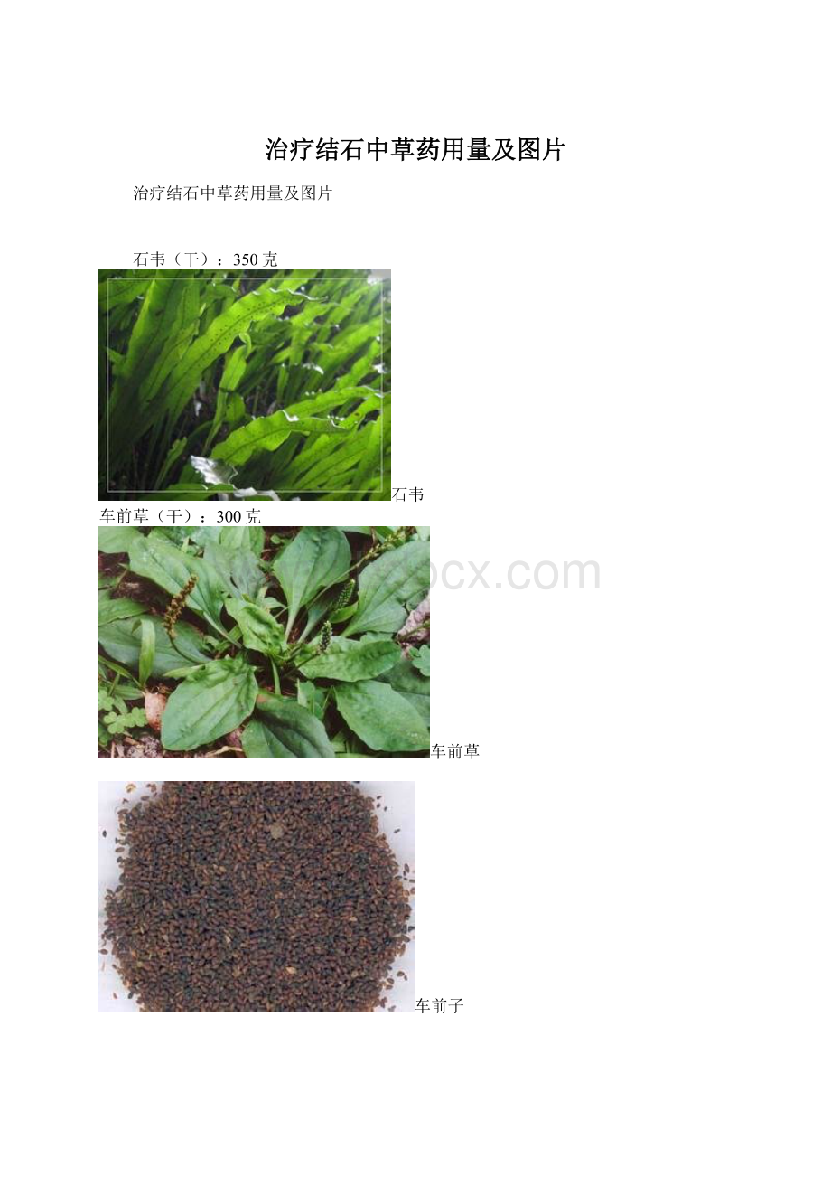 治疗结石中草药用量及图片Word文档下载推荐.docx