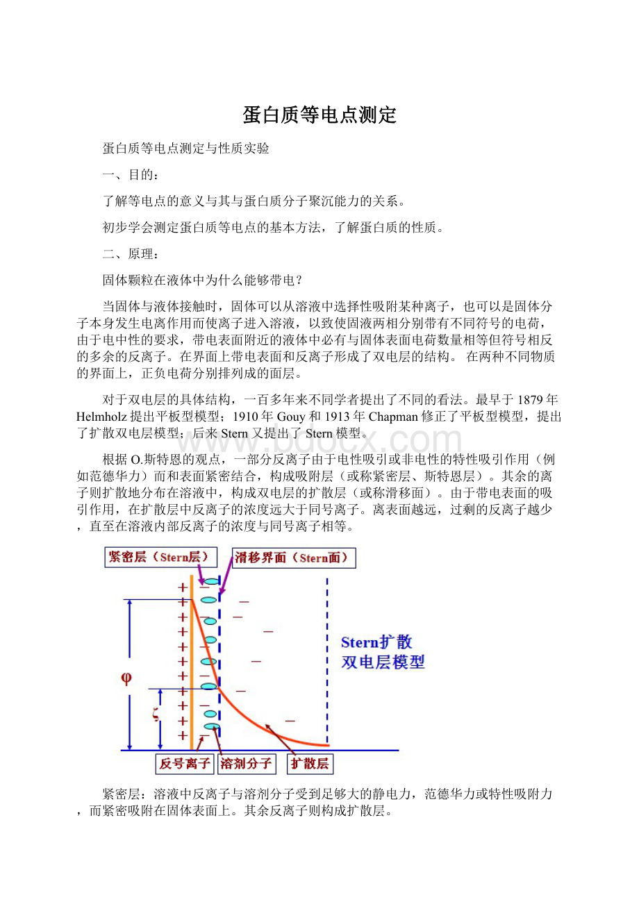 蛋白质等电点测定.docx_第1页