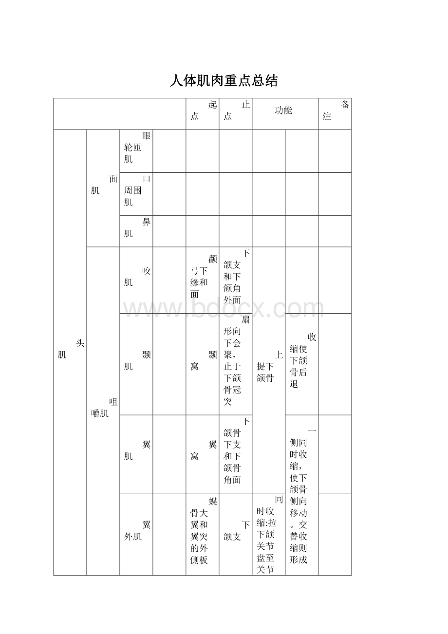 人体肌肉重点总结文档格式.docx