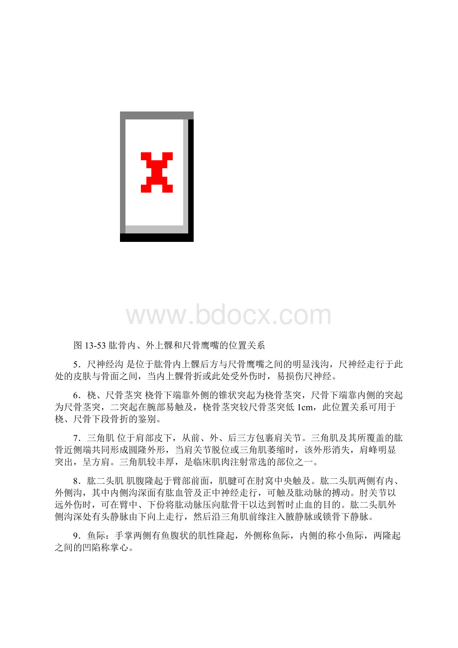 上肢是人类劳动的器官Word文件下载.docx_第2页