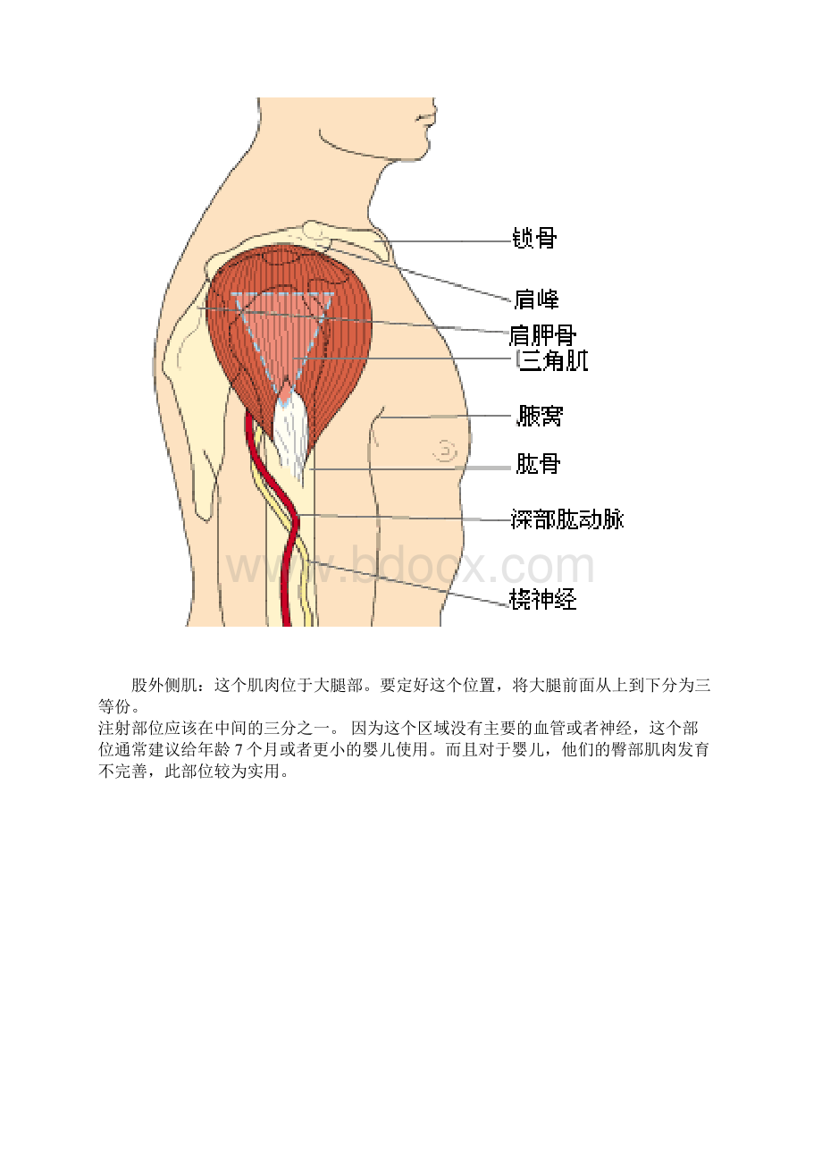 肌肉注射针位置图.docx_第2页