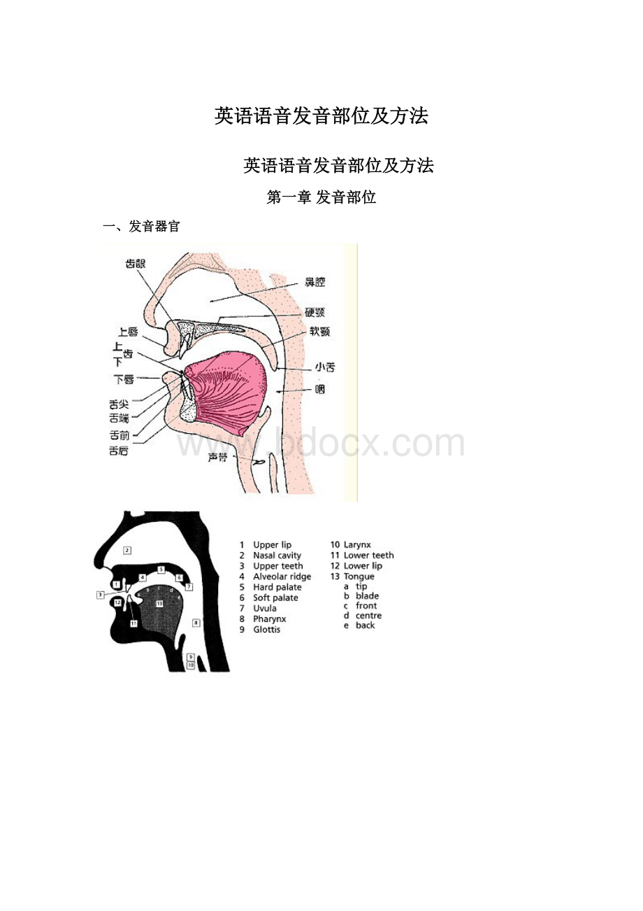 英语语音发音部位及方法Word格式文档下载.docx