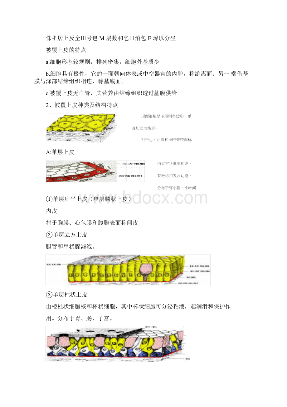 《解剖学基础》13章知识点整理讲课讲稿.docx_第3页