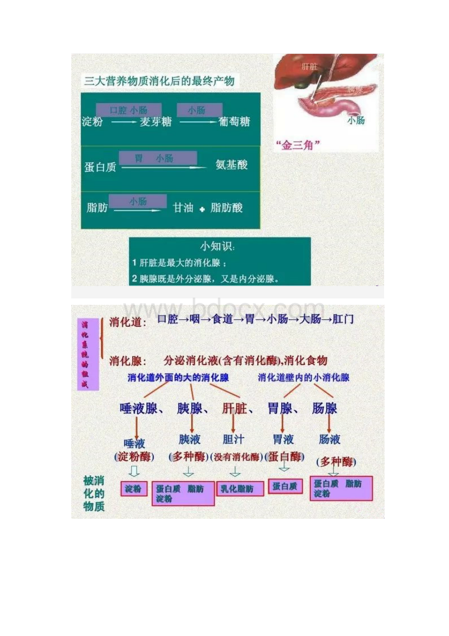 初中生物会考知识点汇总.docx_第2页