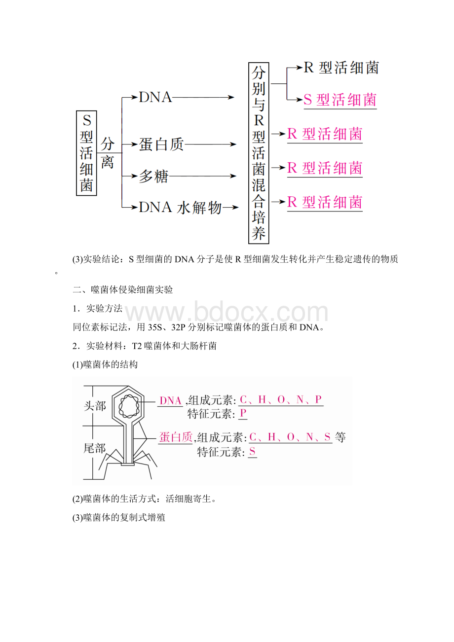 届高考生物一轮复习第19讲DNA是主要的遗传物质培优学案.docx_第2页