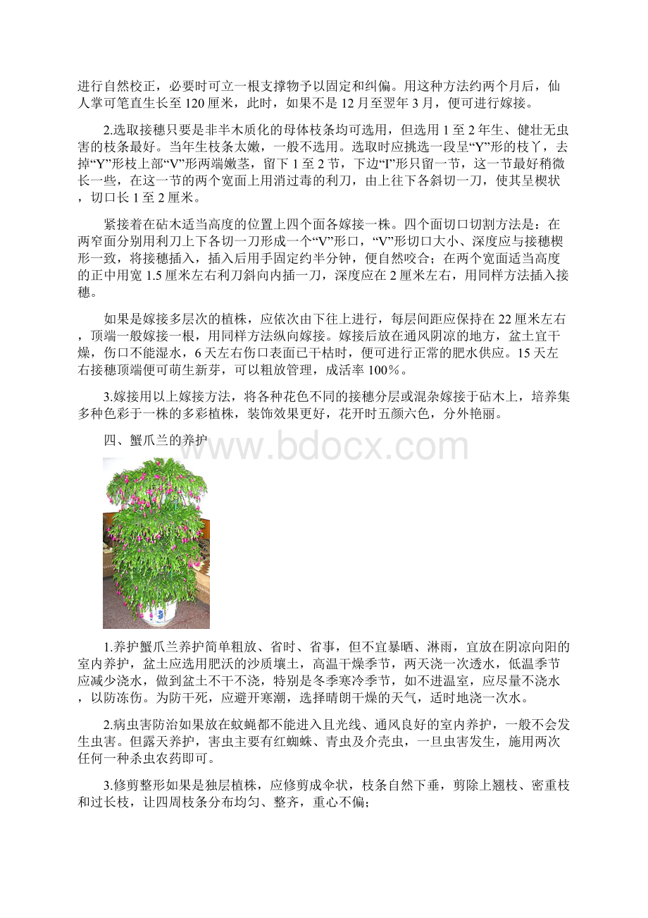 树形蟹爪兰的嫁接与养护.docx_第3页