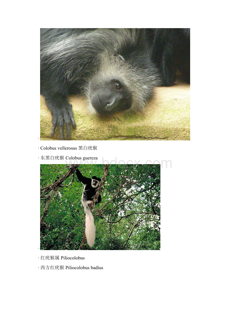 Chinese name of monkeys.docx_第2页