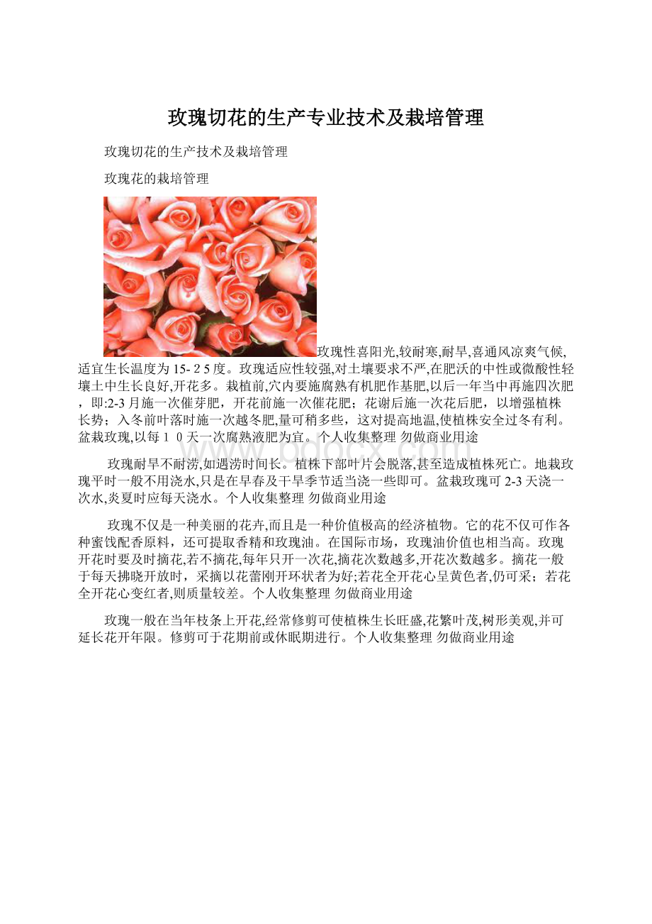 玫瑰切花的生产专业技术及栽培管理Word文档格式.docx