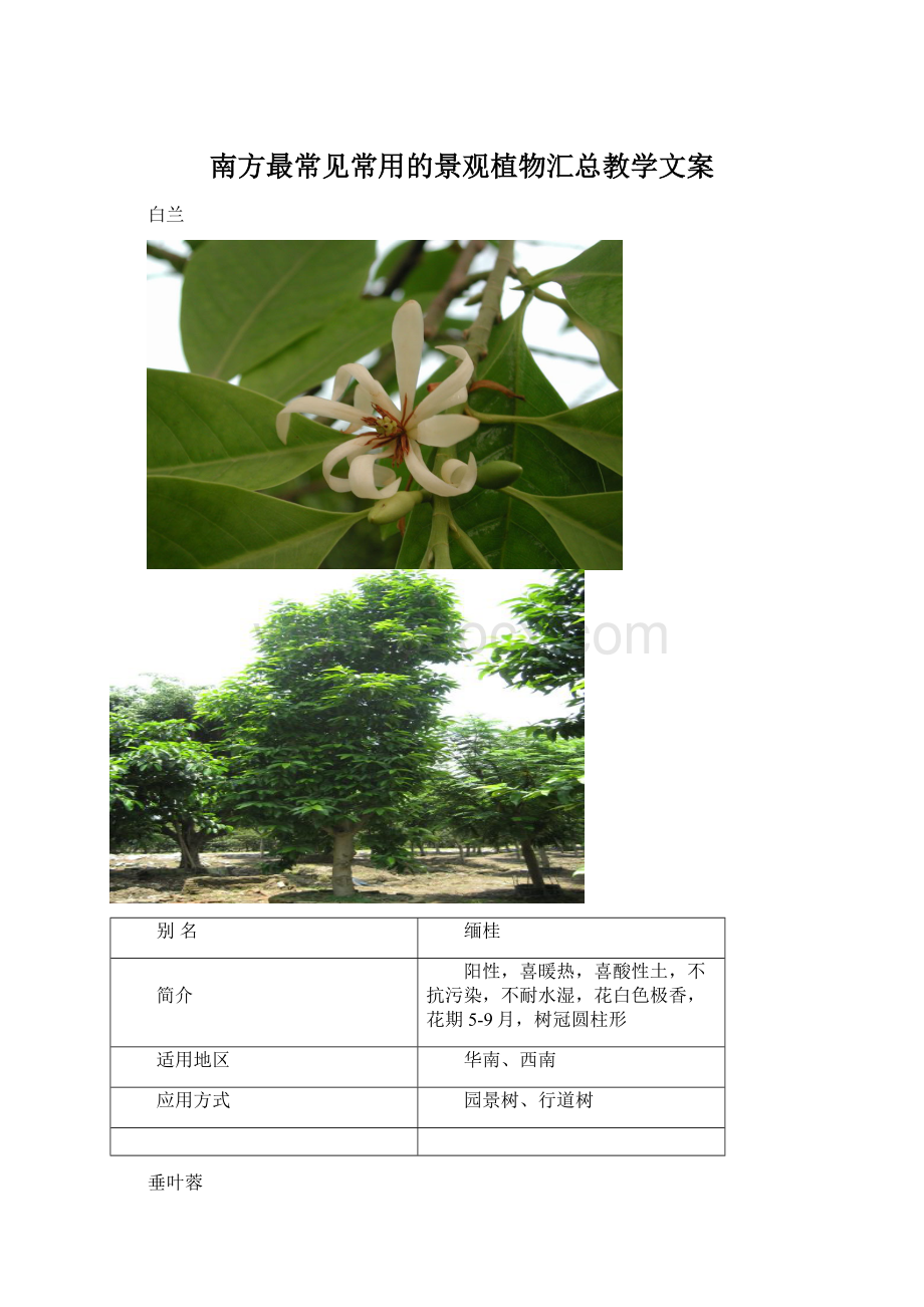 南方最常见常用的景观植物汇总教学文案.docx_第1页