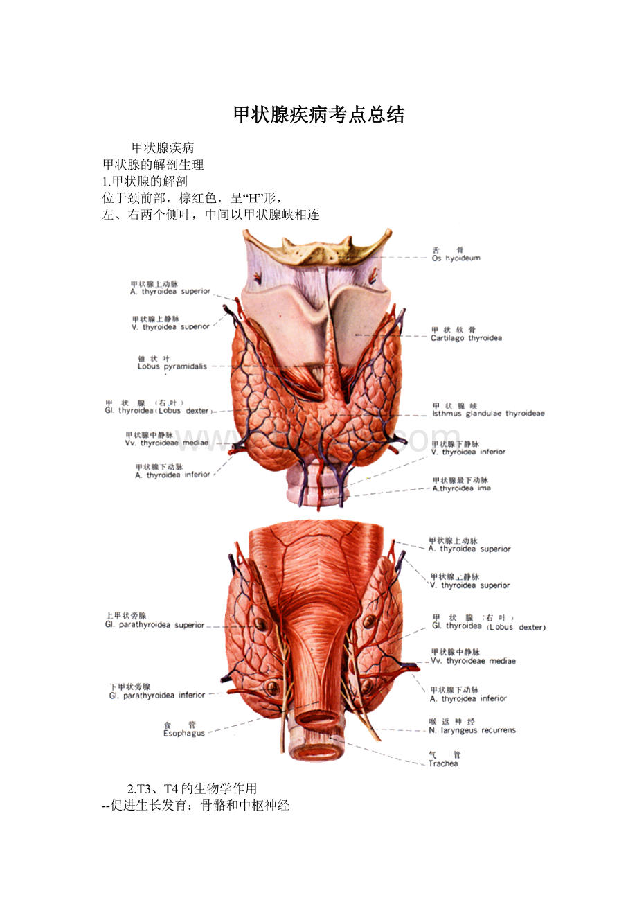 甲状腺疾病考点总结.docx_第1页