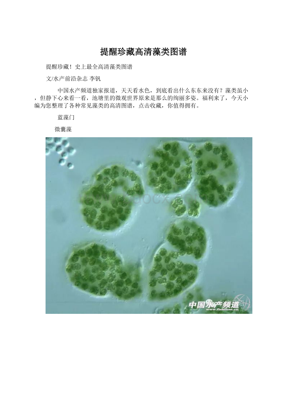 提醒珍藏高清藻类图谱文档格式.docx