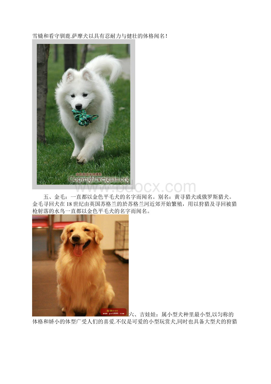 最新名犬排行榜Word格式文档下载.docx_第3页