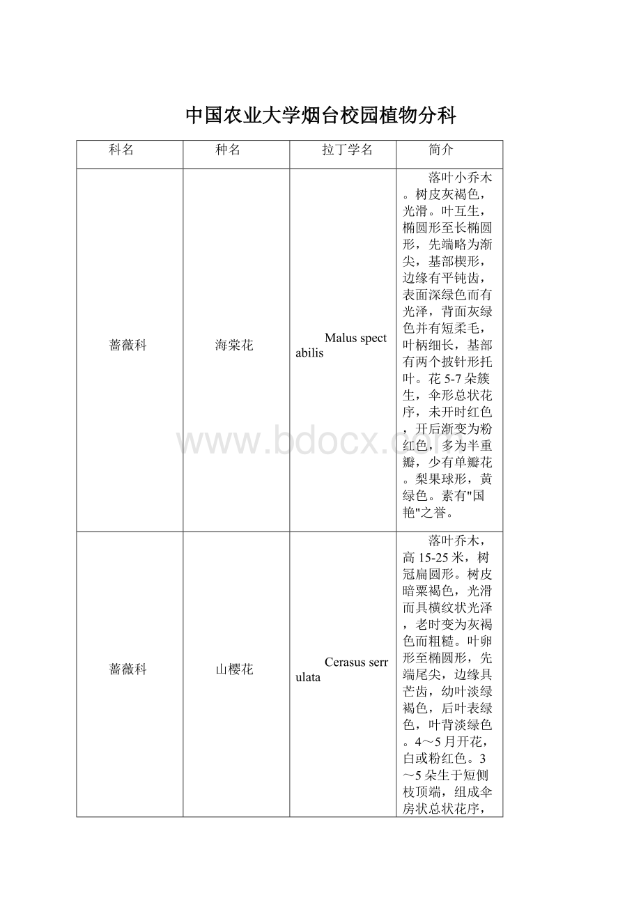 中国农业大学烟台校园植物分科Word文档格式.docx_第1页