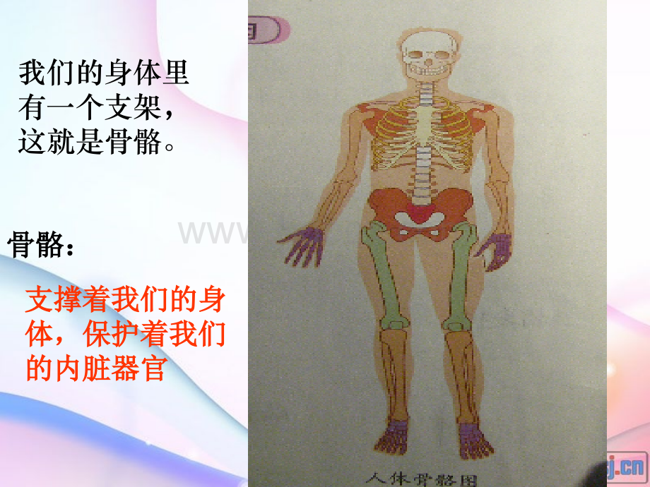 2、骨骼、关节和肌肉.ppt_第3页