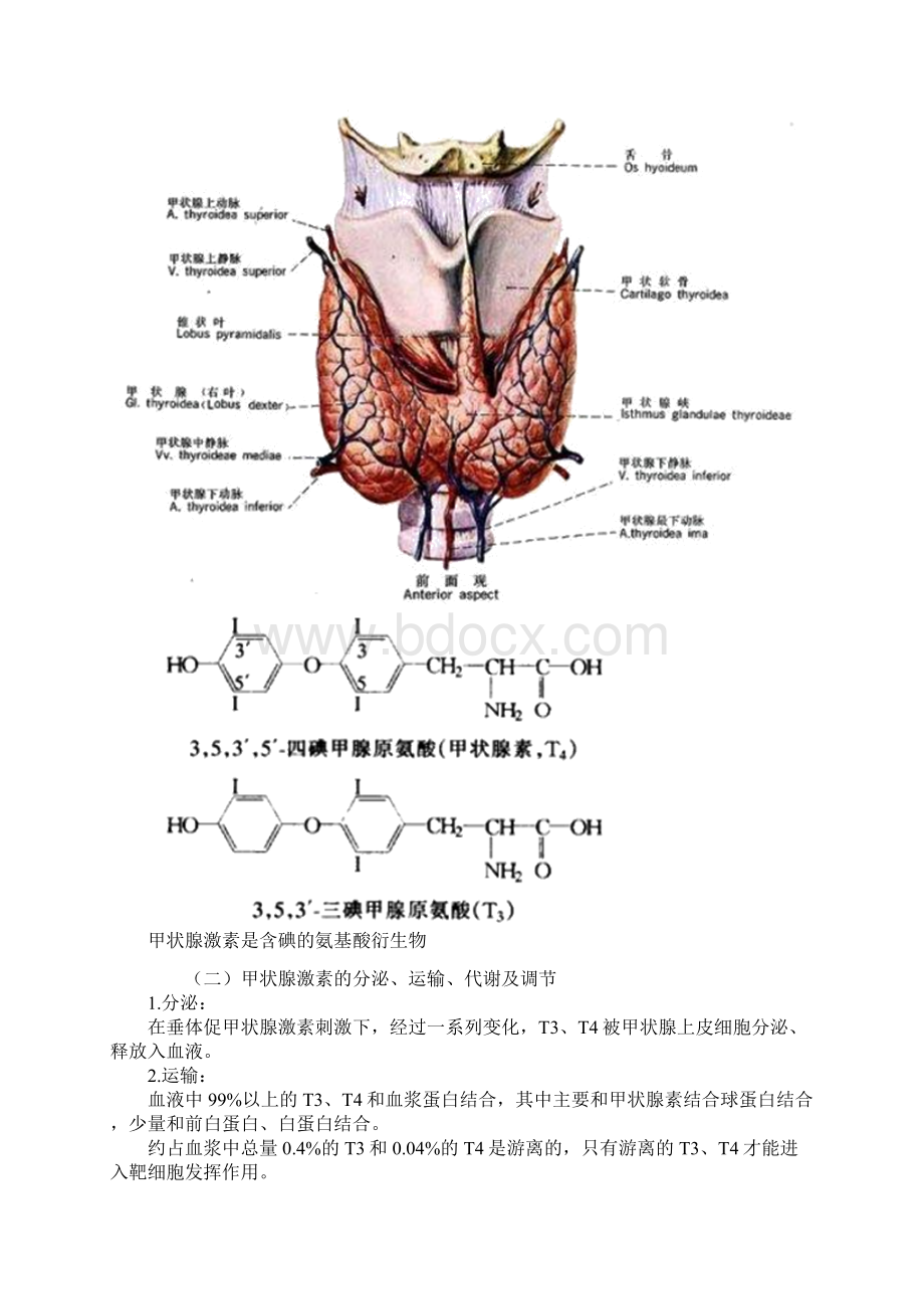 第十三章 内分泌疾病的检查临床医学检验技士考试辅导 讲义及练习.docx_第3页