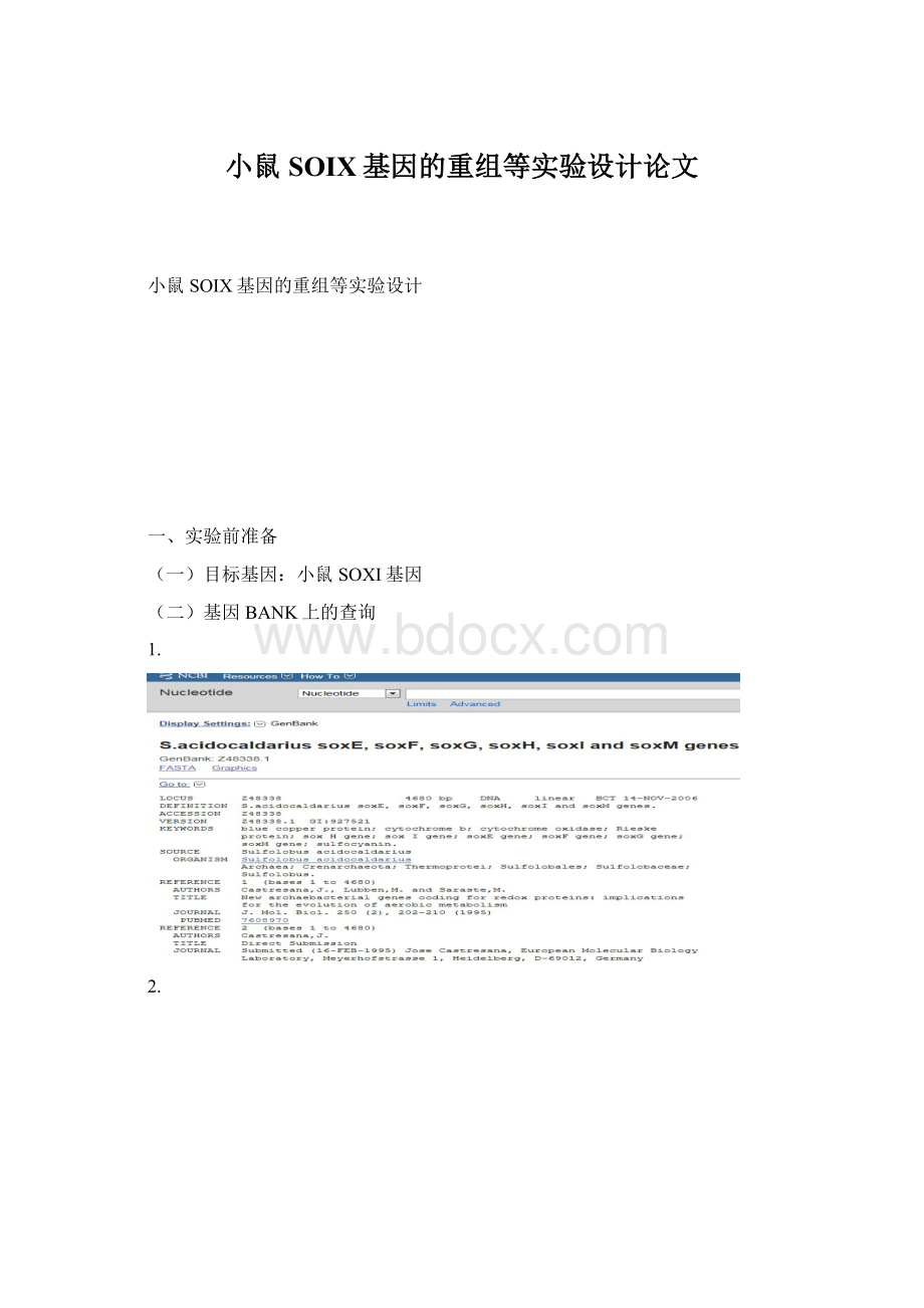 小鼠SOIX基因的重组等实验设计论文Word格式.docx