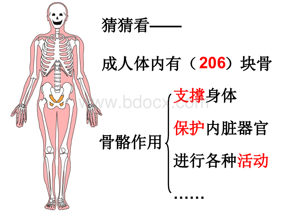 4.4.2--骨骼关节和肌肉.ppt_第3页