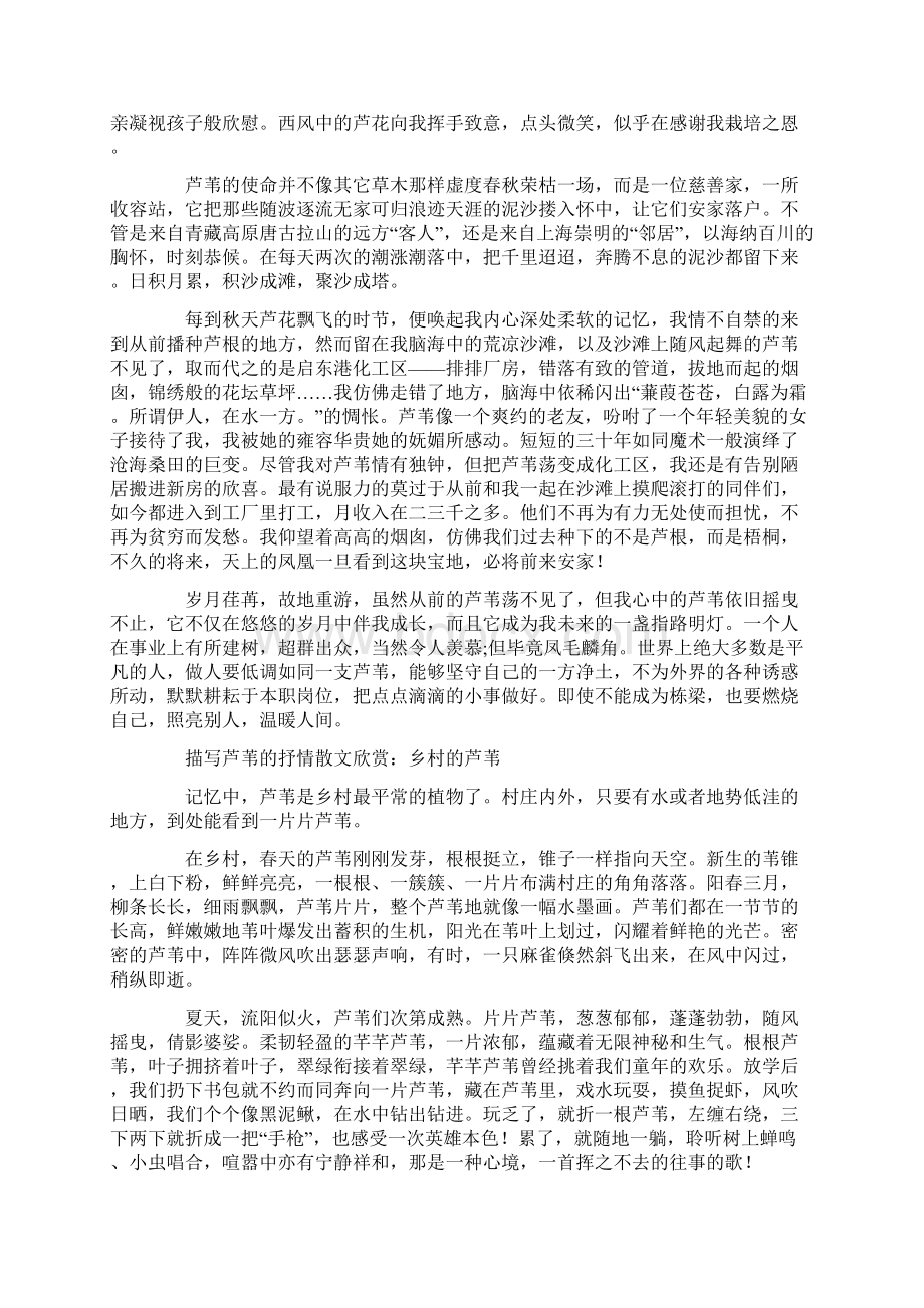 描写芦苇的抒情散文欣赏Word文档下载推荐.docx_第2页