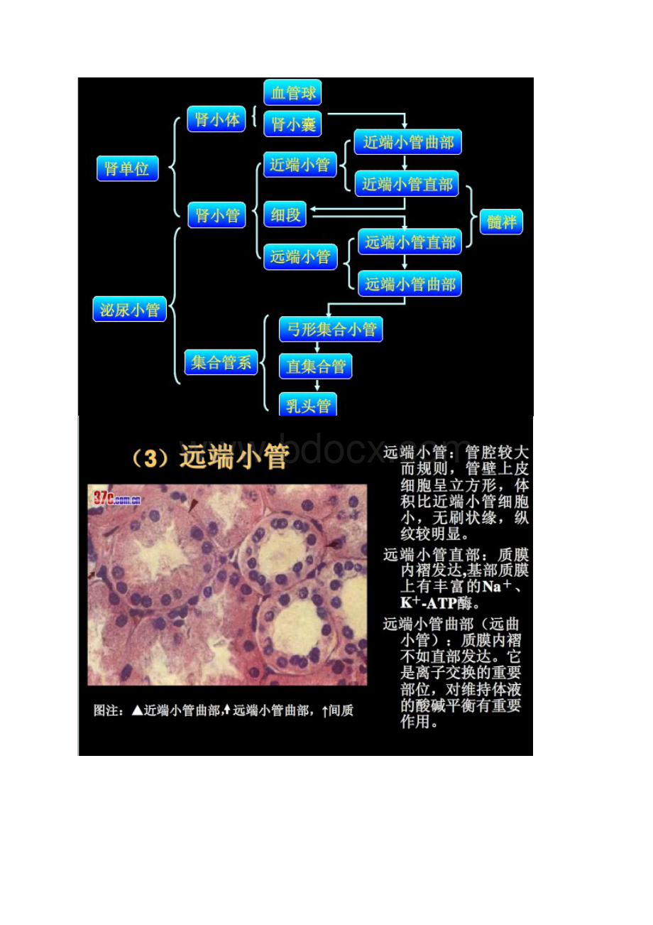 肾脏切片HE染色讲解Word文档格式.docx_第3页