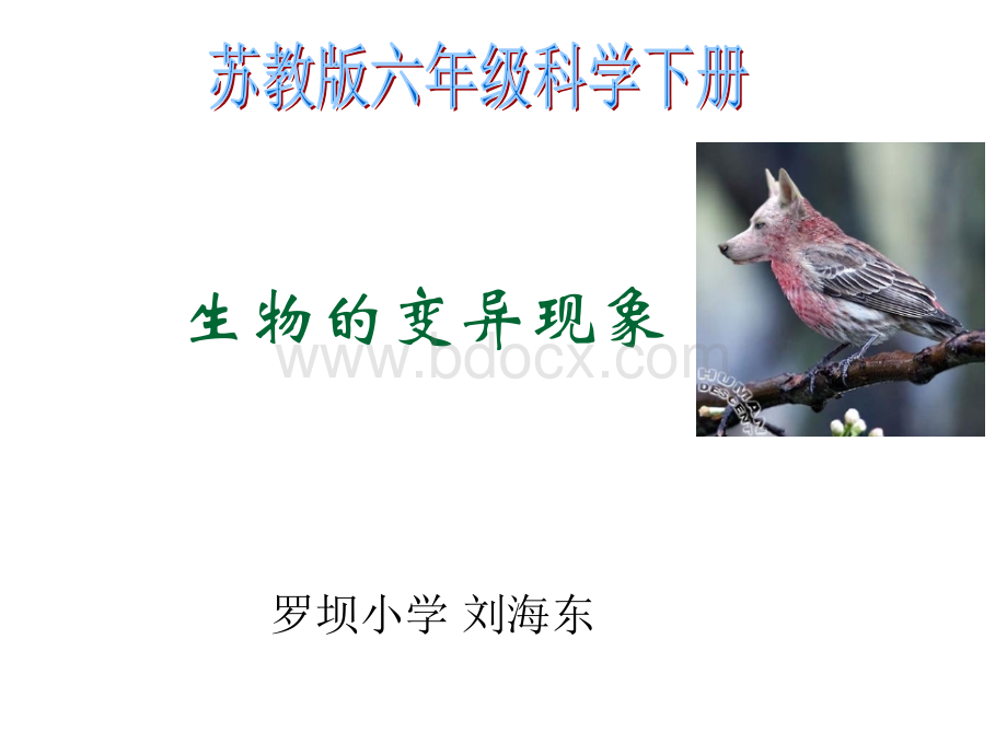 苏教版小学科学六年级下册《生物的变异现象》课件PPT课件下载推荐.ppt_第3页