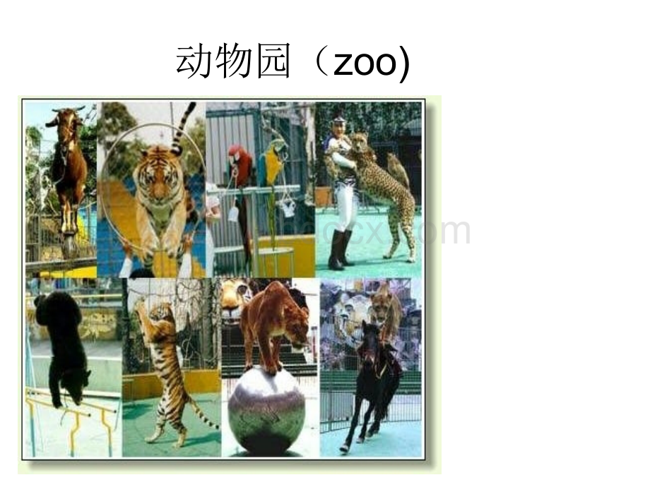 动物园(zoo)PPT资料.ppt_第1页