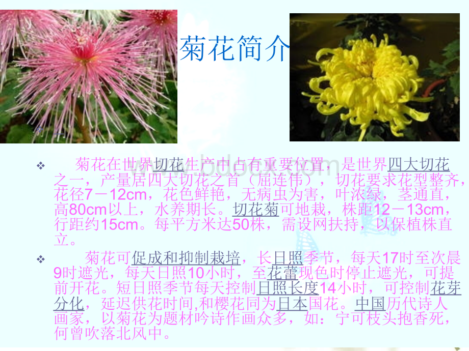 介绍植物菊花ppt.ppt_第3页