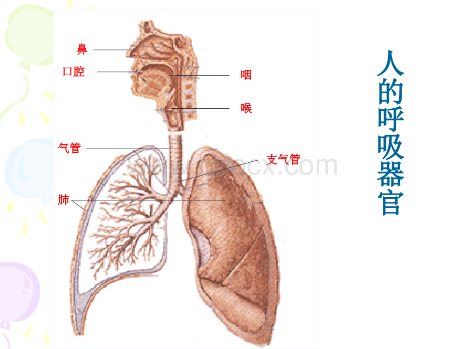 五年级科学下册《我们的呼吸》PPT课件之一(青岛版)PPT格式课件下载.ppt_第2页