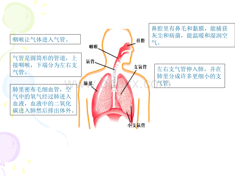 五年级科学下册《我们的呼吸》PPT课件之一(青岛版)PPT格式课件下载.ppt_第3页