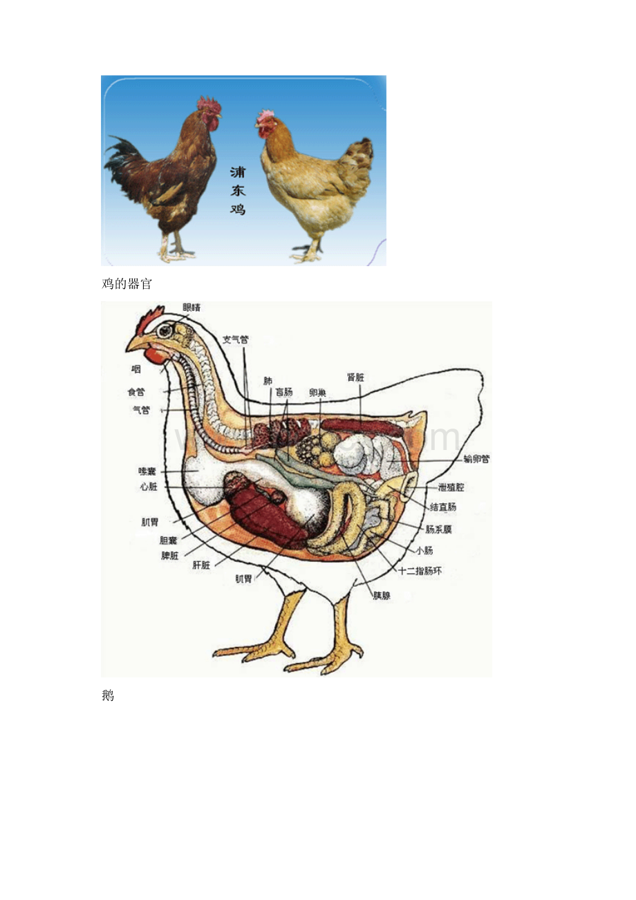 养禽学 第二章 家禽的生物学特点.docx_第2页
