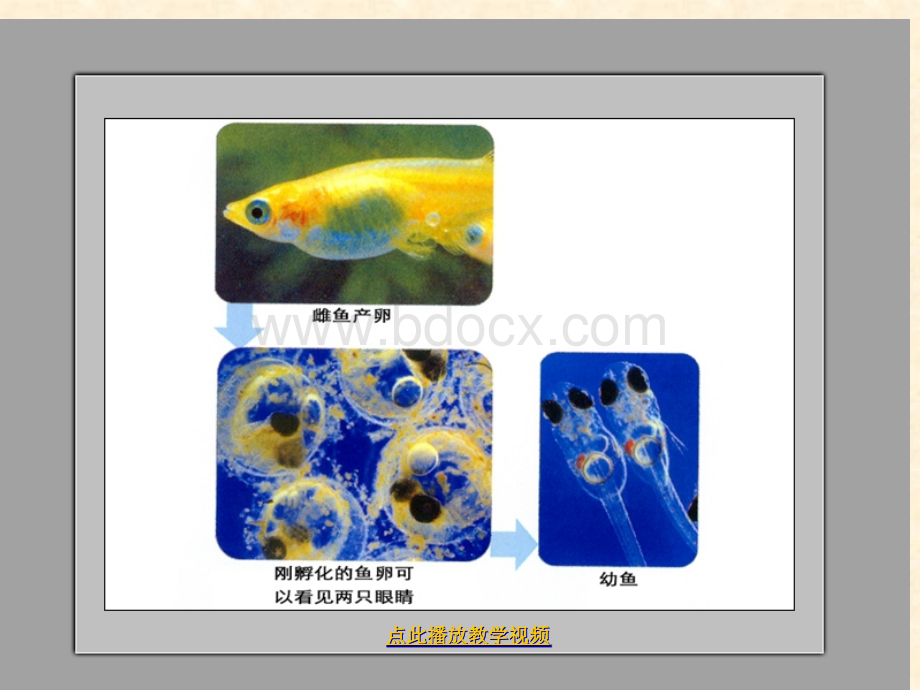 小学科学四年级下册《动物的卵》.ppt