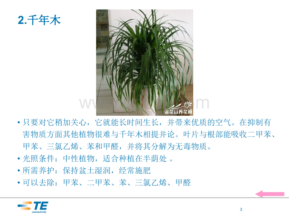 环保植物大全_精品文档.ppt_第3页