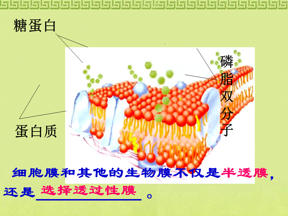 物质跨膜运输的方式_精品文档PPT资料.ppt