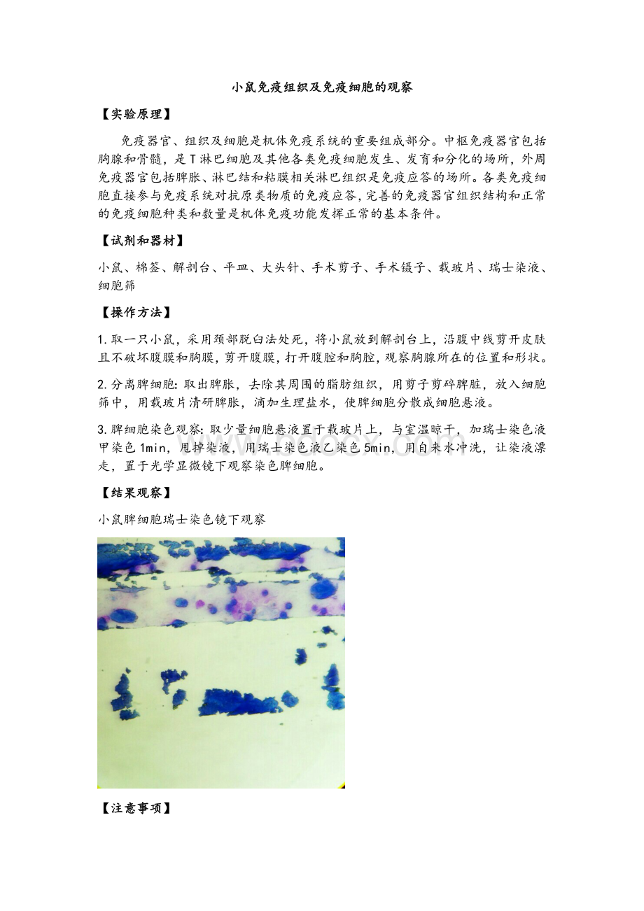 小鼠免疫组织及免疫细胞的观察_精品文档Word下载.docx_第1页